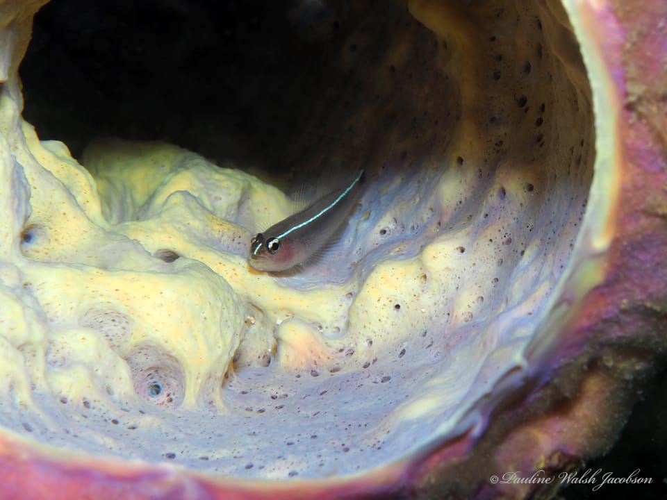 ภาพประกอบของ ปลาบู่นีออนบู่ (Elacatinus lori)