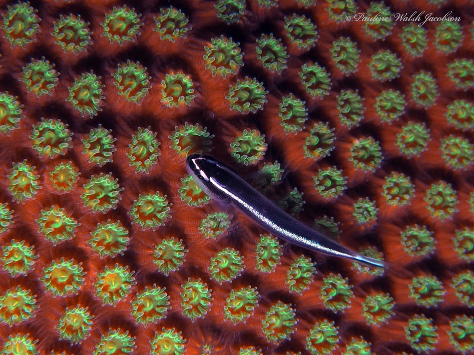 ภาพประกอบของ ปลาบู่นีออนขาวลายเส้นบู่ (Elacatinus prochilos)