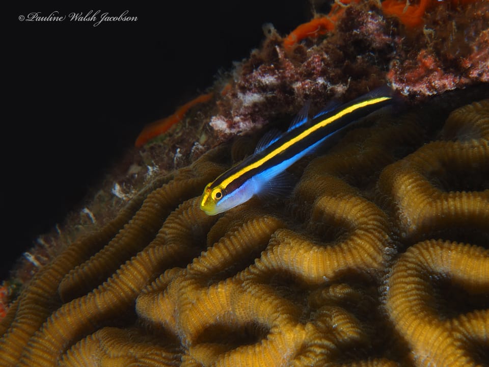 ภาพประกอบของ ปลาบู่นีออนบู่ (Elacatinus randalli)