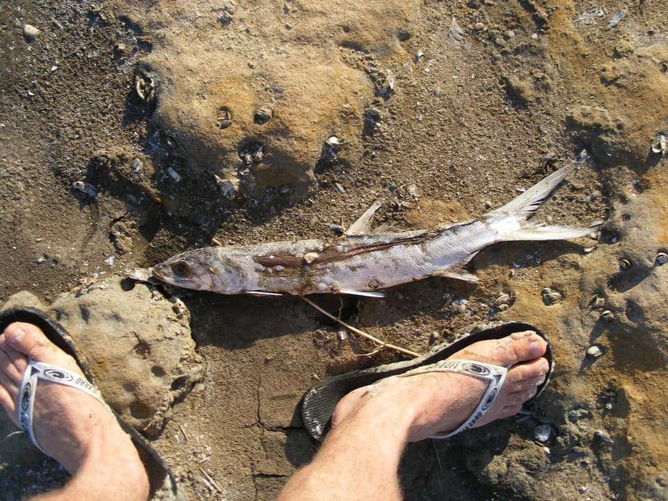 ภาพประกอบของ ปลา machnata (Elops machnata)
