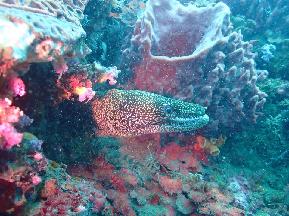ภาพประกอบของ ปลาไหลมอเรย์ lichenosa (Enchelycore lichenosa)