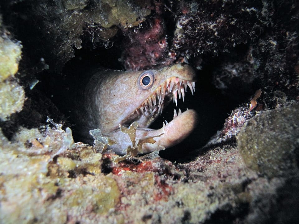 ภาพประกอบของ ปลาไหลมอเรย์ลายด่าง (Enchelycore nigricans)