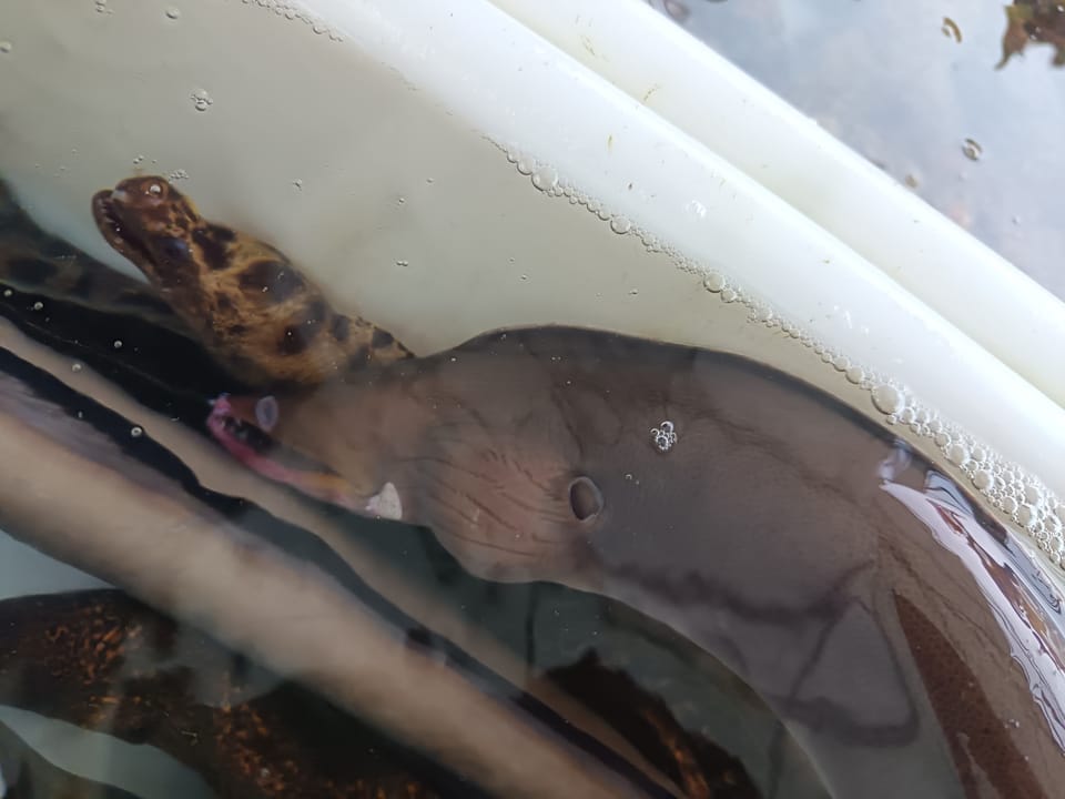 ภาพประกอบของ ปลาไหลมอเรย์ schismatorhynchus (Enchelycore schismatorhynchus)