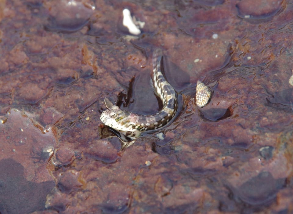 ภาพประกอบของ ปลาตั๊กแตนหินแอฟริกา (Entomacrodus cadenati)