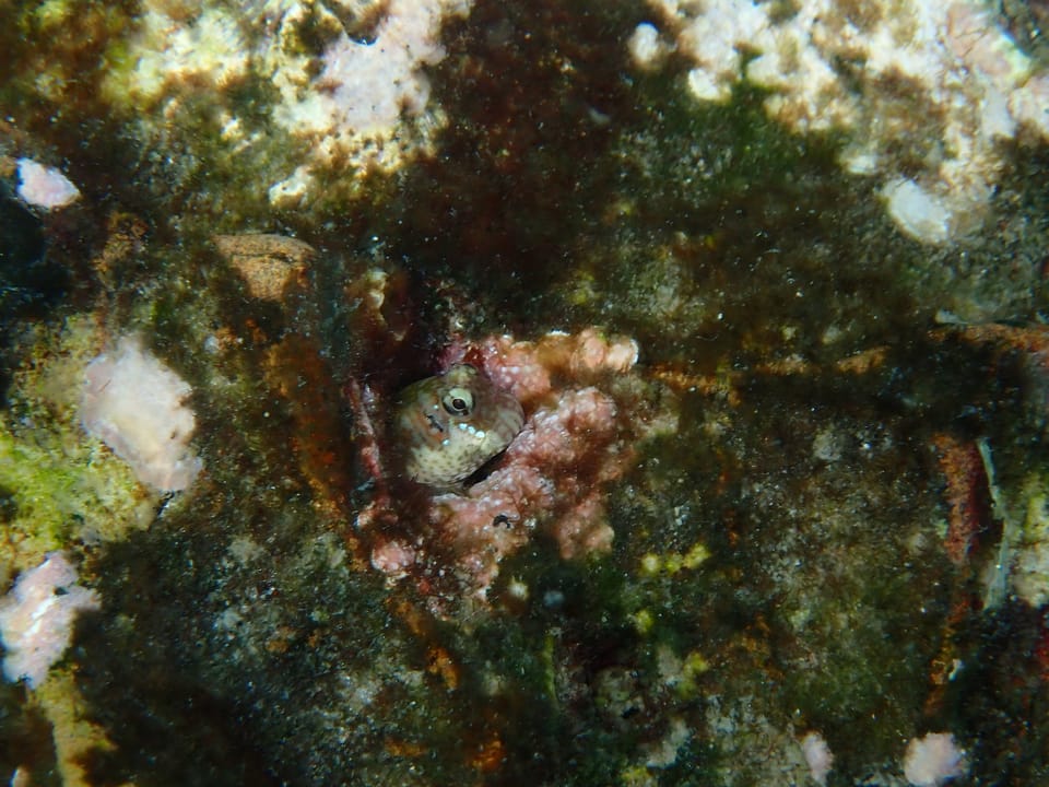 ภาพประกอบของ ปลาตั๊กแตนหินตั๊กแตนหิน (Entomacrodus caudofasciatus)