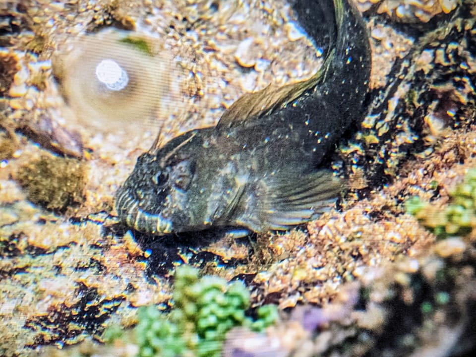 ภาพประกอบของ ปลาตั๊กแตนหิน epalzeocheilos (Entomacrodus epalzeocheilos)