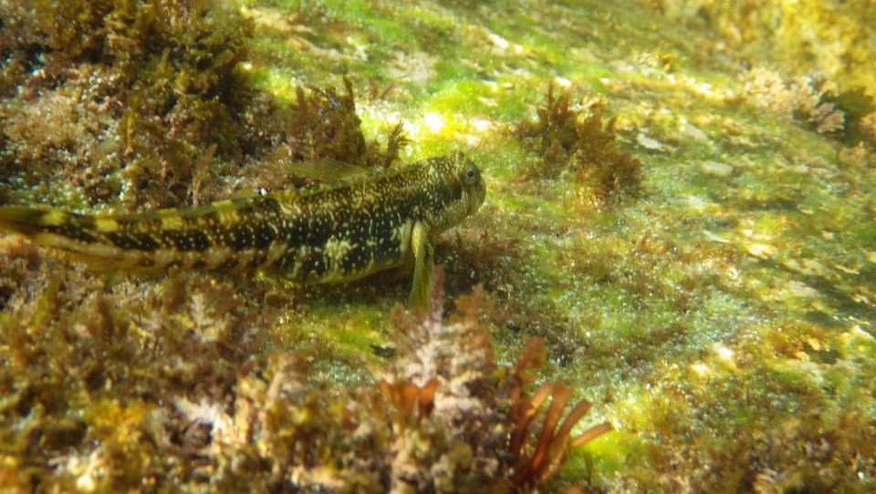 ภาพประกอบของ ปลาตั๊กแตนหิน stellifer (Entomacrodus stellifer)