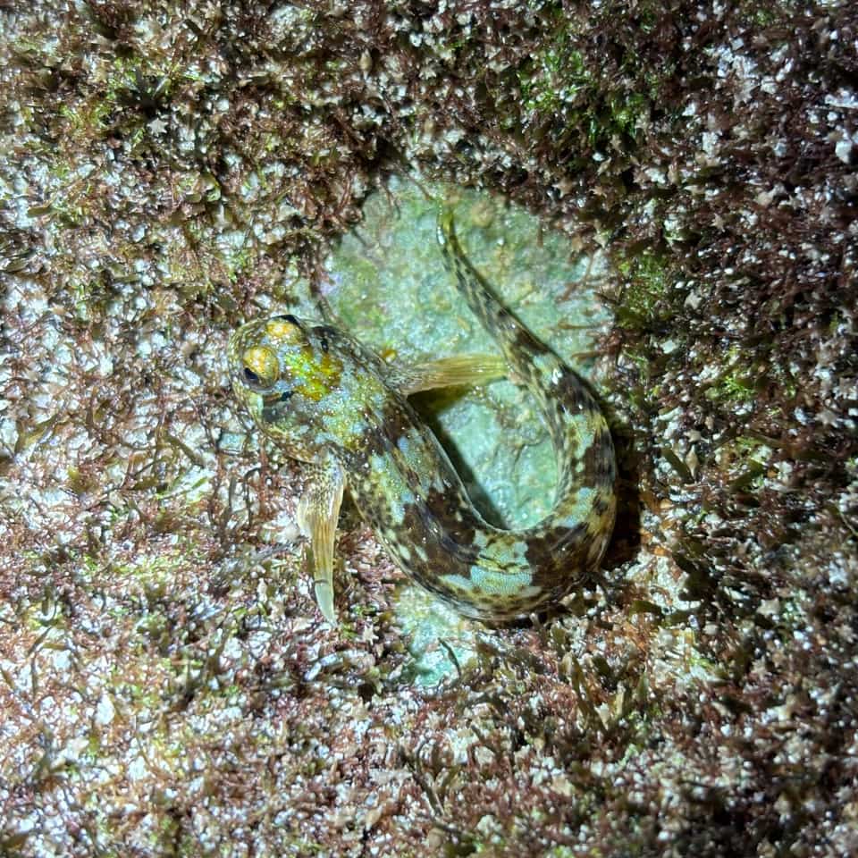 ภาพประกอบของ ปลาตั๊กแตนหิน striatus (Entomacrodus striatus)