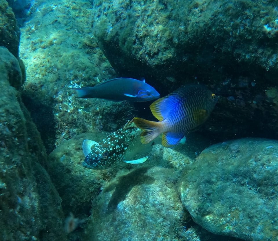 ภาพประกอบของ ปลากะรัง clippertonensis (Epinephelus clippertonensis)