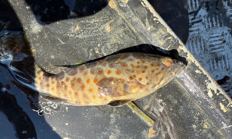 ภาพประกอบของ ปลากะรังปากแม่น้ำ (Epinephelus coioides)