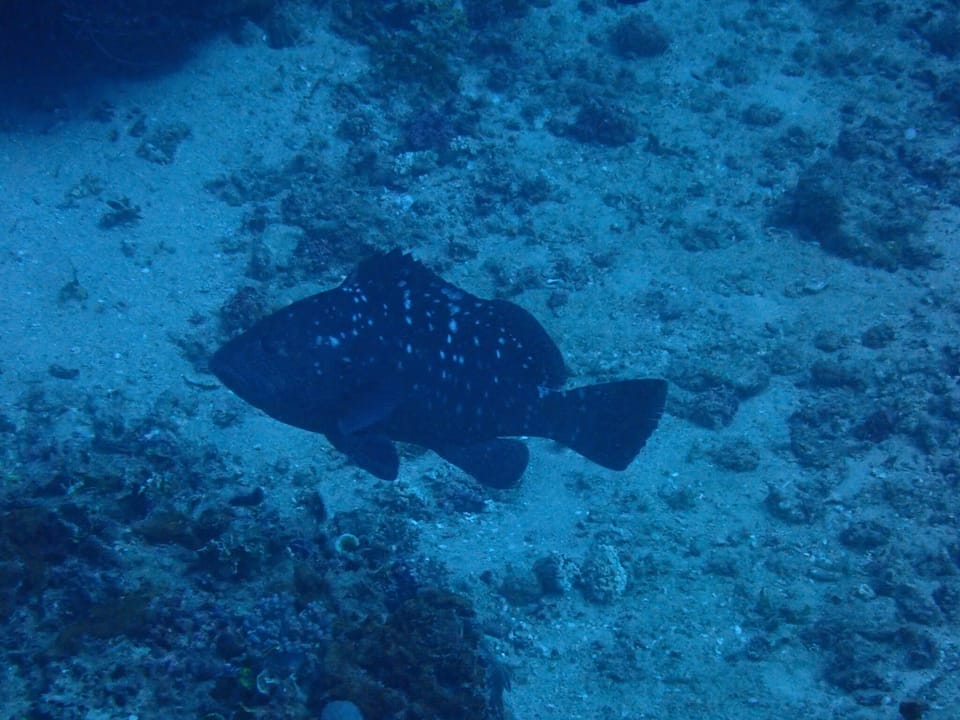 ภาพประกอบของ ปลากะรังน้ำตาล (Epinephelus multinotatus)