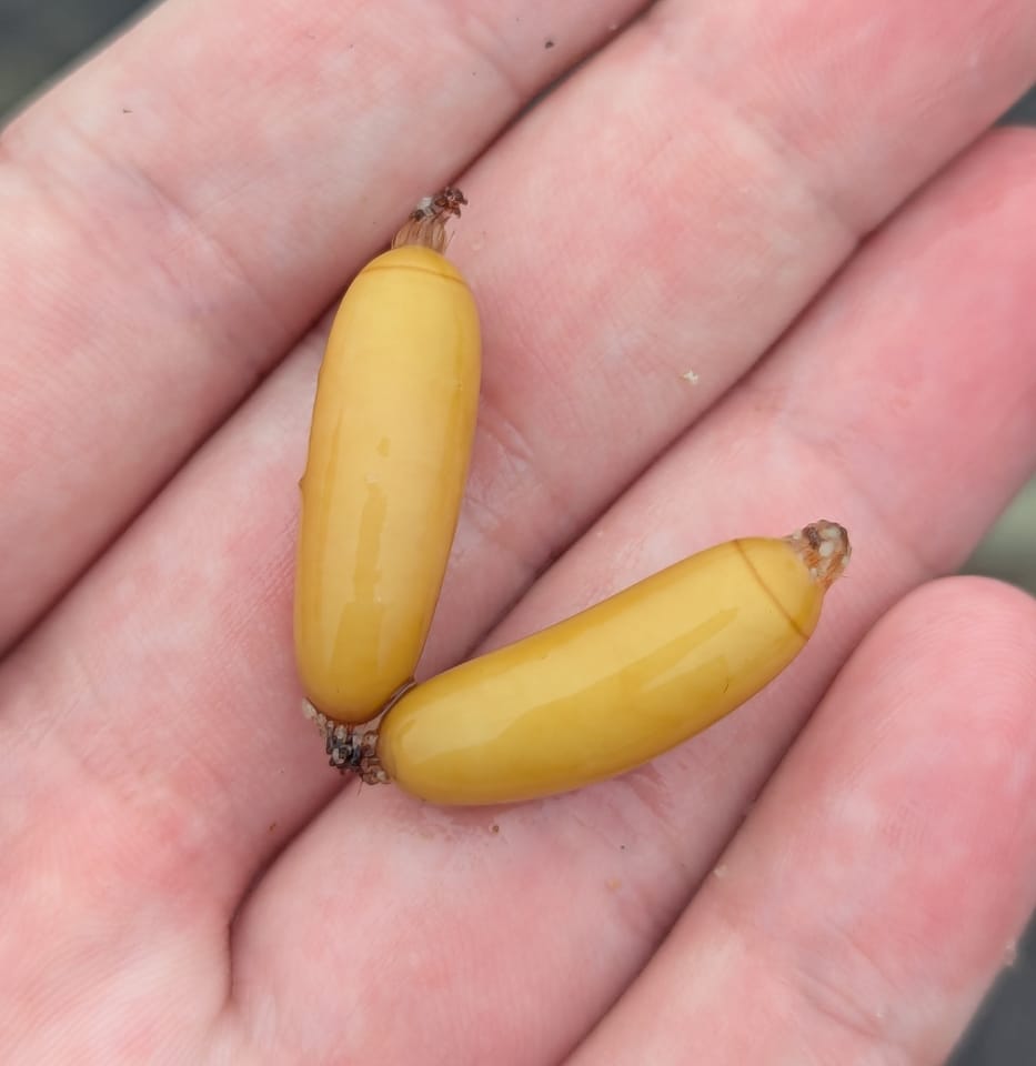 ภาพประกอบของ ปลา stoutii (Eptatretus stoutii)