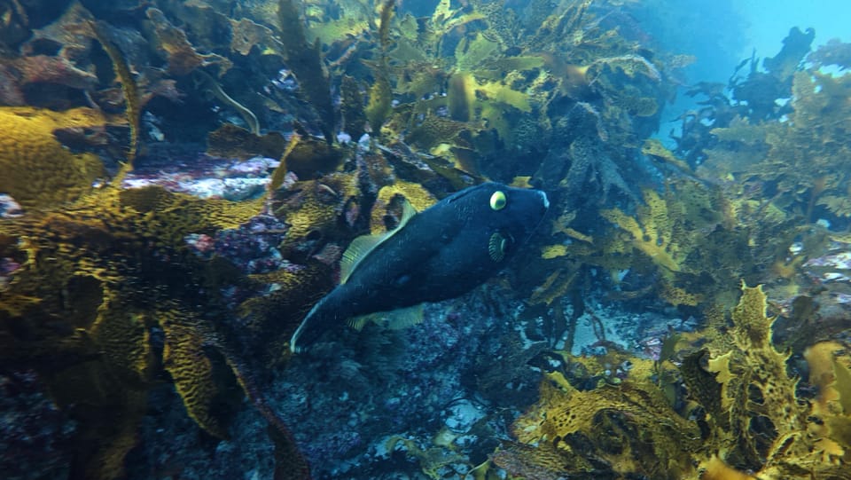 ภาพประกอบของ ปลาวัวหนังดำแนวปะการัง (Eubalichthys bucephalus)