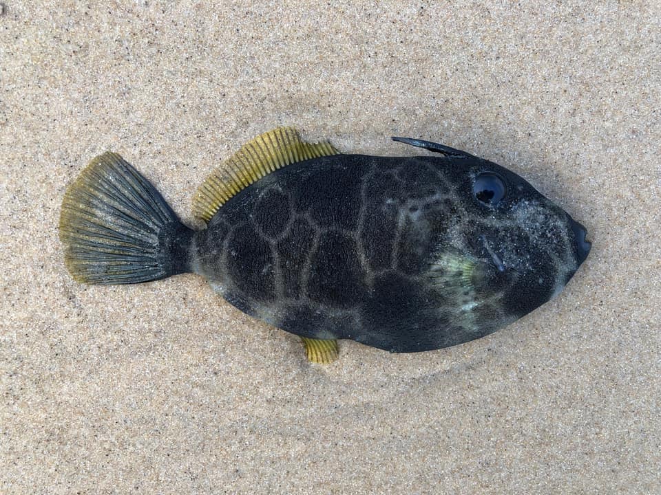 ภาพประกอบของ ปลาวัวหนังน้ำเงิน (Eubalichthys cyanoura)