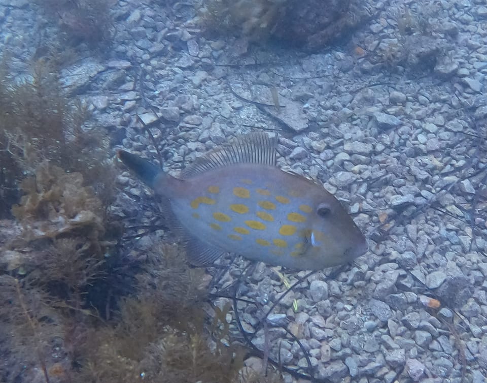 ภาพประกอบของ ปลาวัวหนังน้ำลึก (Eubalichthys mosaicus)