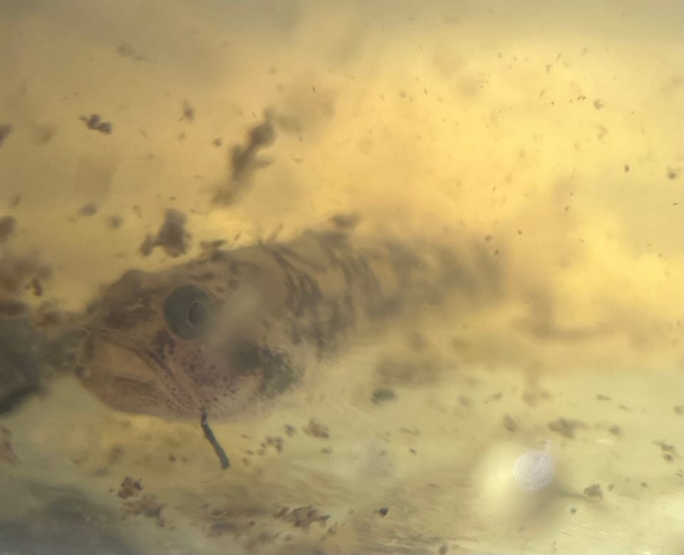 ภาพประกอบของ ปลาบู่ปากกว้างสยาม (Eugnathogobius siamensis)