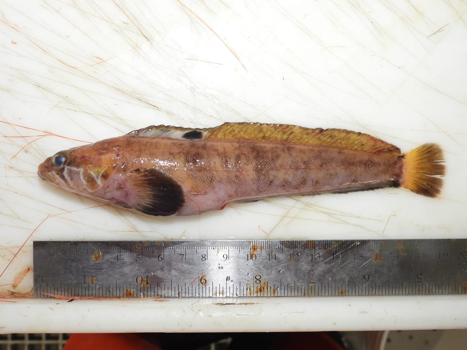 ภาพประกอบของ ปลา praecisus (Eumesogrammus praecisus)