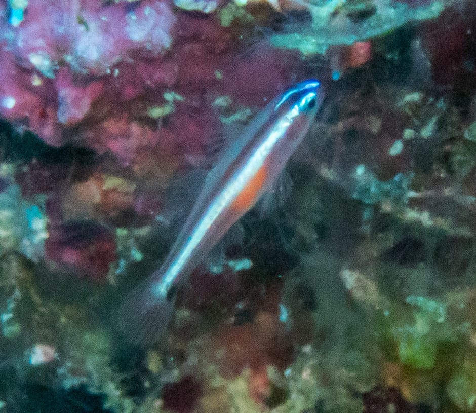 ภาพประกอบของ ปลาบู่จิ๋วบู่ (Eviota bifasciata)