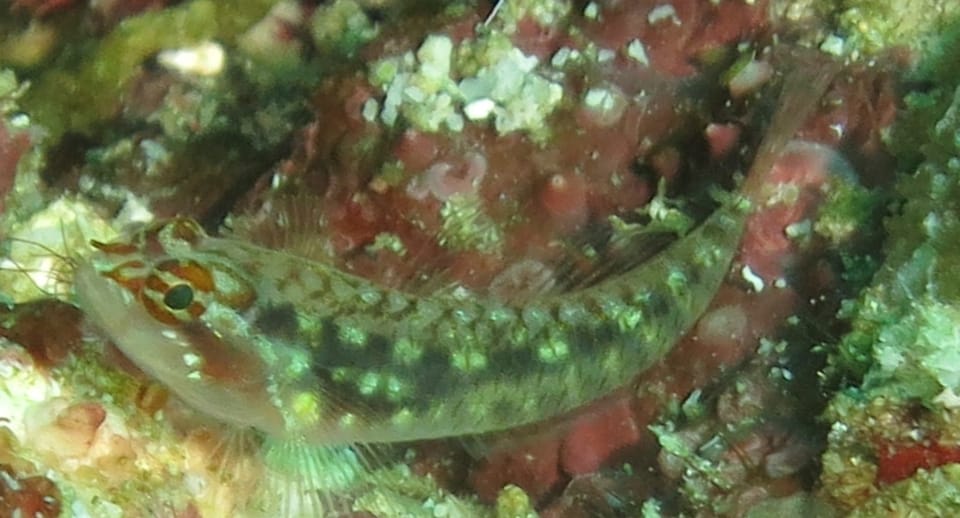 ภาพประกอบของ ปลาบู่จิ๋ว longirostris (Eviota longirostris)
