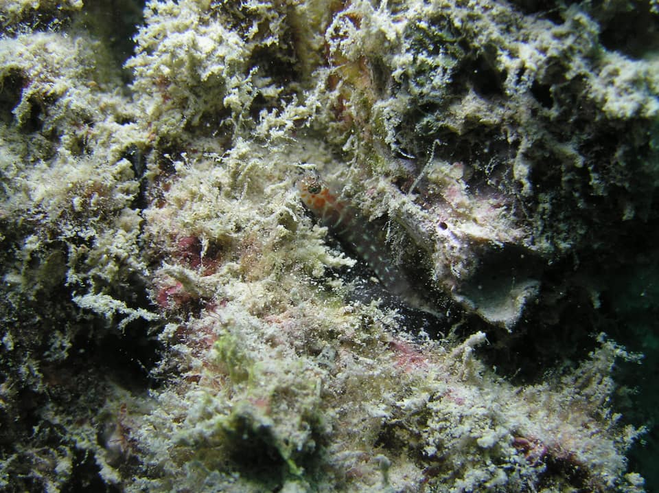 ภาพประกอบของ ปลาบู่จิ๋ว maculosa (Eviota maculosa)