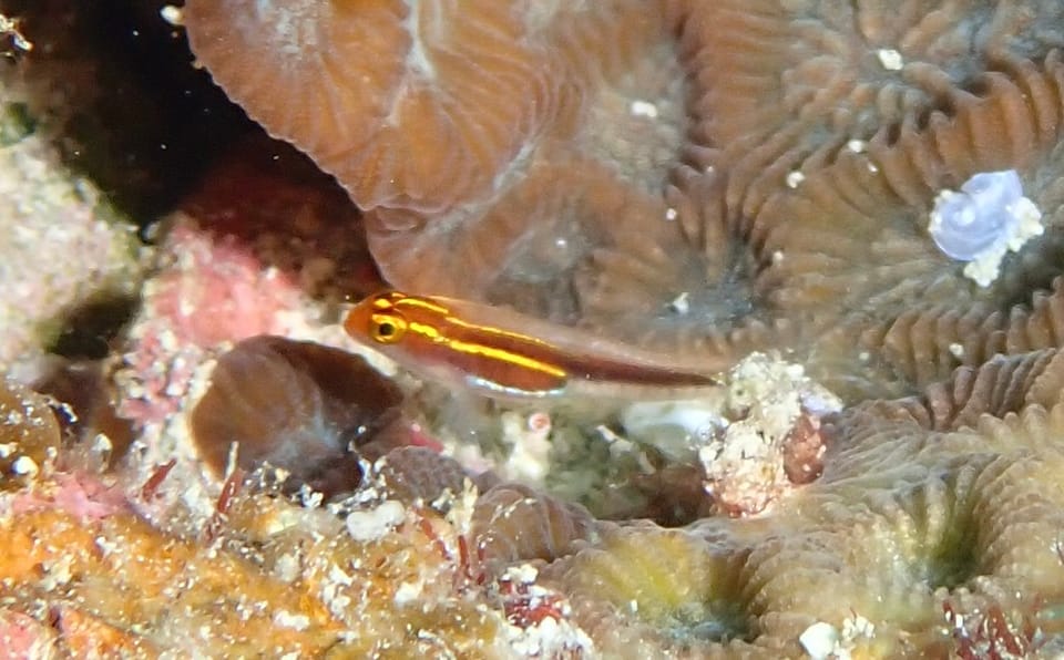 ภาพประกอบของ ปลาบู่จิ๋ว nigrispina (Eviota nigrispina)