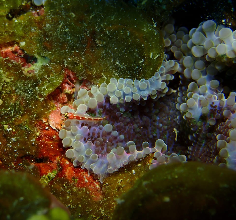 ภาพประกอบของ ปลาบู่จิ๋วเทียม (Eviota oculineata)