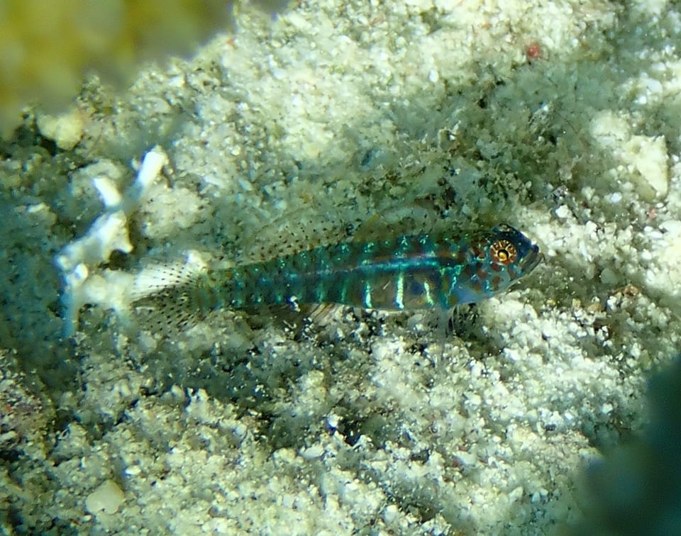 ภาพประกอบของ ปลาบู่จิ๋ว punctulata (Eviota punctulata)
