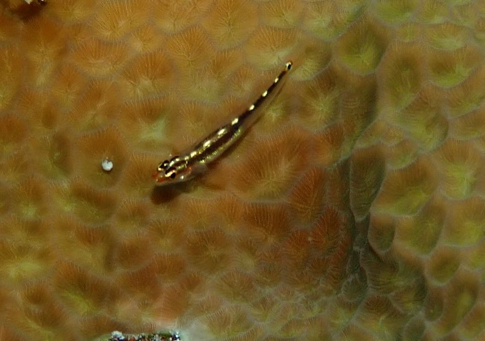 ภาพประกอบของ ปลาบู่จิ๋ว sebreei (Eviota sebreei)