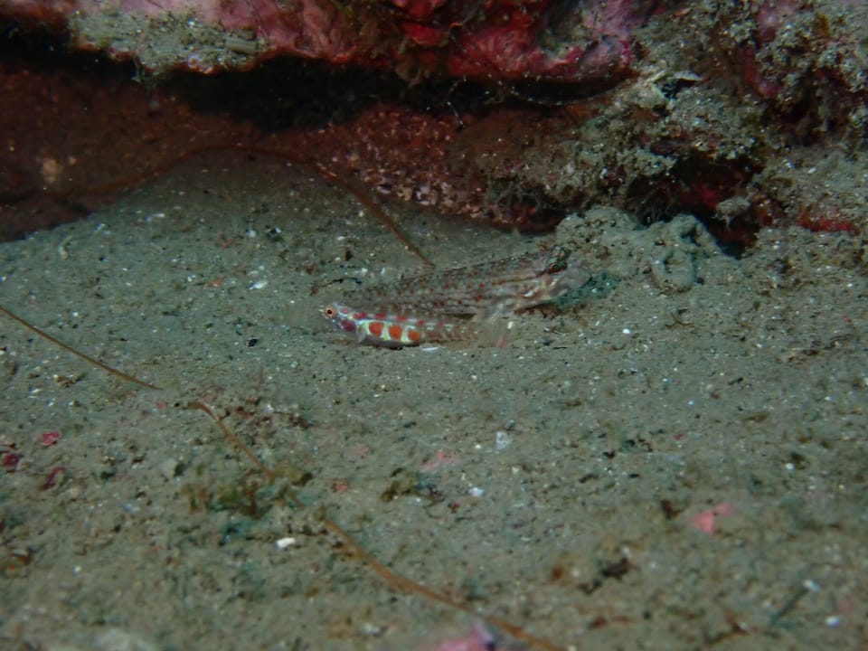 ภาพประกอบของ ปลาบู่จิ๋ว teresae (Eviota teresae)