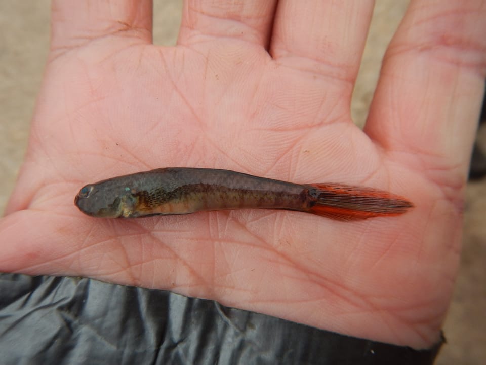 ภาพประกอบของ ปลาบู่บู่ (Evorthodus lyricus)