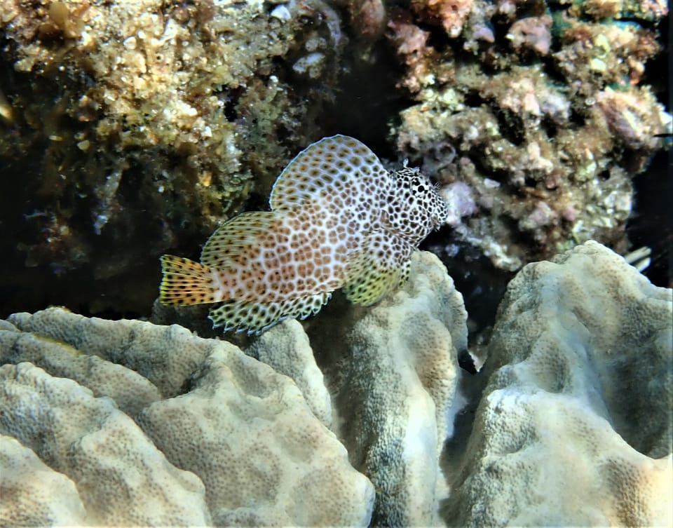 ภาพประกอบของ ปลาตั๊กแตนหินชมพูลายจุดตั๊กแตนหิน (Exallias brevis)