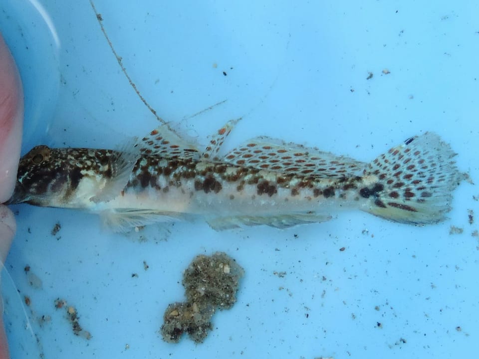 ภาพประกอบของ ปลาบู่พื้นทรายบู่ (Favonigobius gymnauchen)
