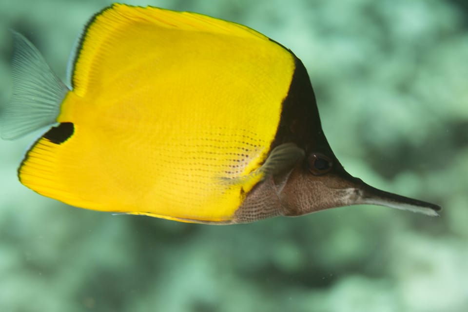 ภาพประกอบของ ปลาผีเสื้อปากยาวหน้าดำ (Forcipiger longirostris)