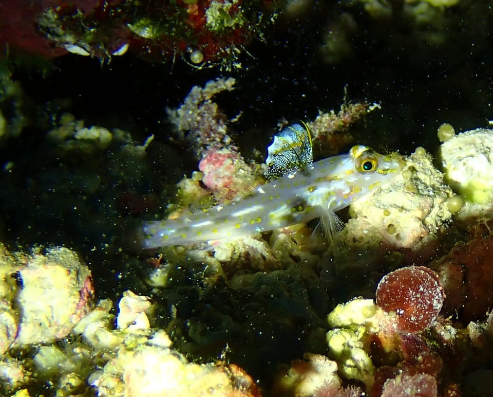 ภาพประกอบของ ปลาบู่ aureus (Fusigobius aureus)