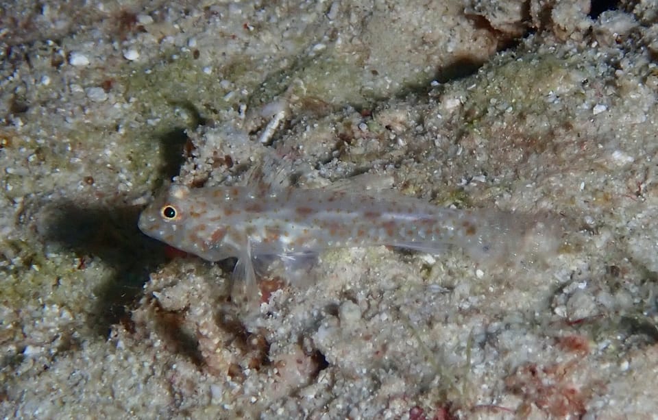 ภาพประกอบของ ปลาบู่บู่ (Fusigobius humeralis)