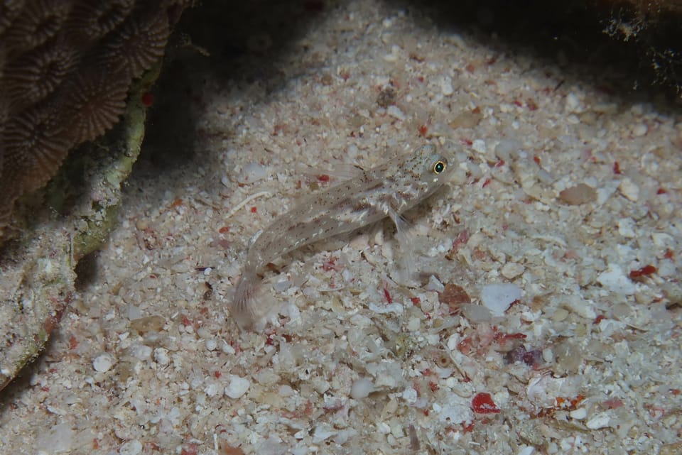 ภาพประกอบของ ปลาบู่แดง (Fusigobius humerosus)