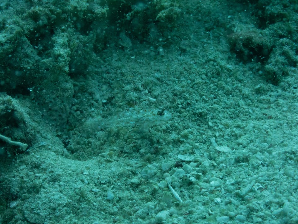 ภาพประกอบของ ปลาบู่ melacron (Fusigobius melacron)