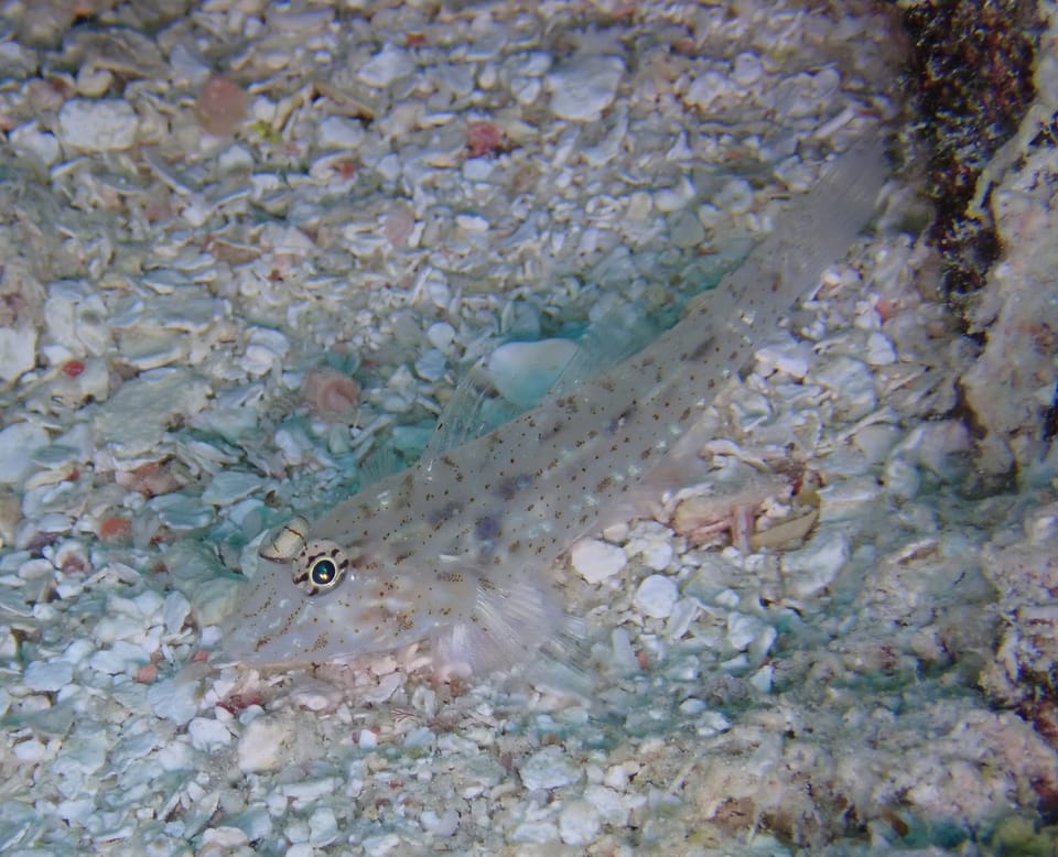 ภาพประกอบของ ปลาบู่แอฟริกา (Fusigobius neophytus)