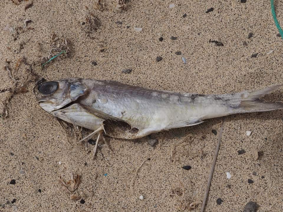ภาพประกอบของ ปลา decadactylus (Galeoides decadactylus)