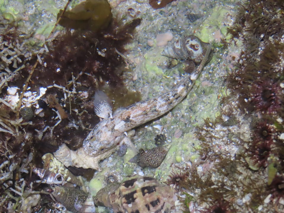 ภาพประกอบของ ปลาบู่ seta (Gillichthys seta)