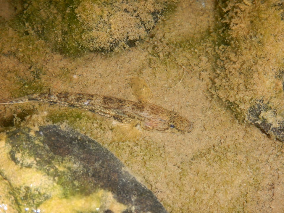 ภาพประกอบของ ปลาบู่จักรพรรดิ (Glossogobius aureus)