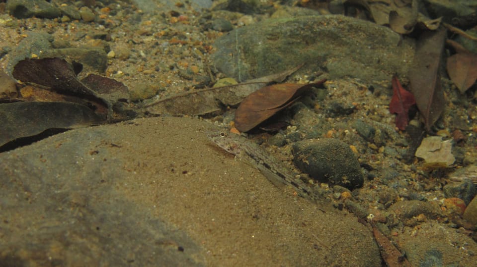 ภาพประกอบของ ปลาบู่เทียมบู่ (Glossogobius illimis)