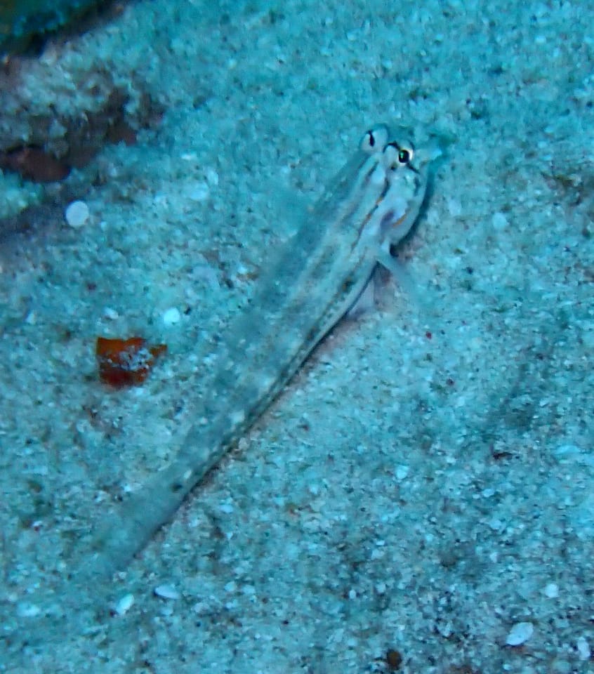 ภาพประกอบของ ปลาบู่ caudimaculata (Gnatholepis caudimaculata)
