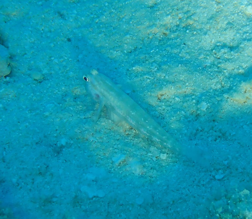 ภาพประกอบของ ปลาบู่บู่ (Gnatholepis cauerensis)