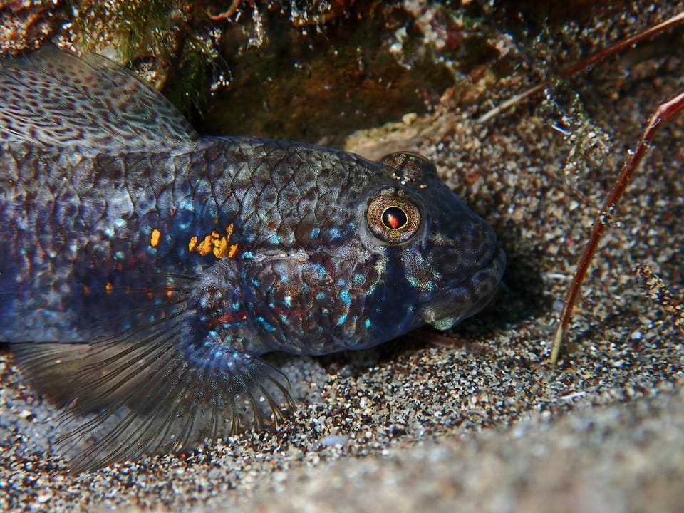ภาพประกอบของ ปลาบู่บู่ (Gnatholepis thompsoni)