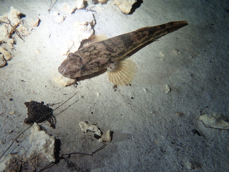 ภาพประกอบของ ปลา dormitor (Gobiomorus dormitor)