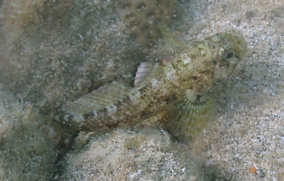ภาพประกอบของ ปลาบู่ ateriformis (Gobius ateriformis)