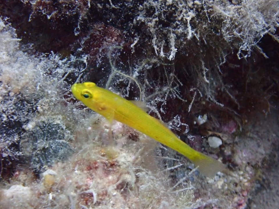 ภาพประกอบของ ปลาบู่ทองบู่ (Gobius auratus)
