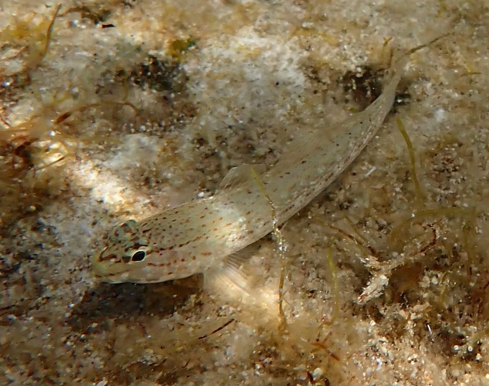 ภาพประกอบของ ปลาบู่บู่ (Gobius bucchichi)