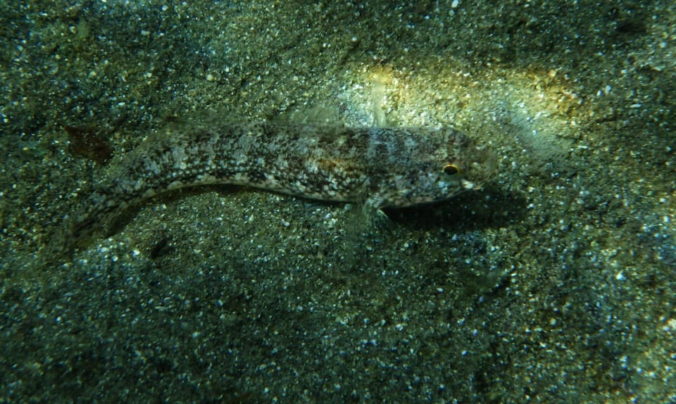 ภาพประกอบของ ปลาบู่บู่ (Gobius couchi)